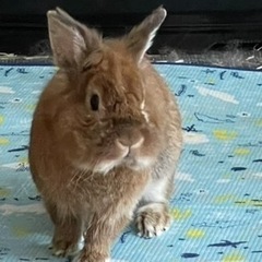 急ぎでうさぎくんの里親募集してます！ - 三重郡