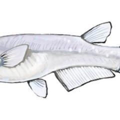 メダカ各種（針子クラス〜若魚クラス）