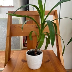 観葉植物