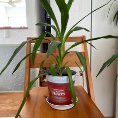 観葉植物