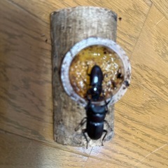 コクワ　ペア