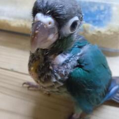 ウロコインコ　6／12入荷　画像・動画更新