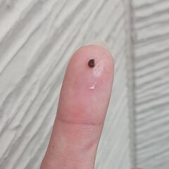 300円　ドワーフアマゾンフロッグピット　50株　メダカ　浮草　水草の画像