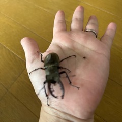 ミヤマクワガタ
