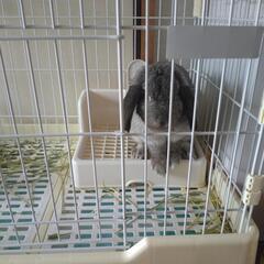 ポーランドロップ