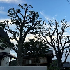 剪定、草刈り致します！