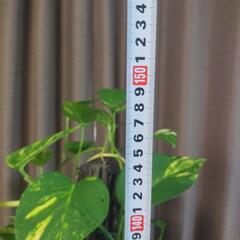 10号鉢付きヘゴ仕立てポトスの画像