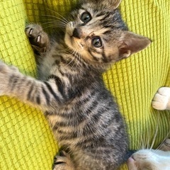 6月10日　雨の日に動けなくなった子猫を保護しました。