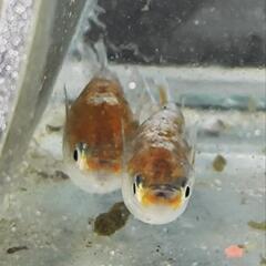 レッドクリフダーク系メダカの画像