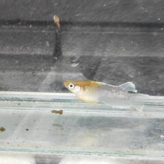 レッドクリフダーク系メダカの画像