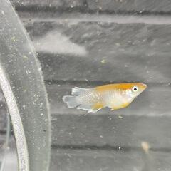 レッドクリフダーク系メダカの画像