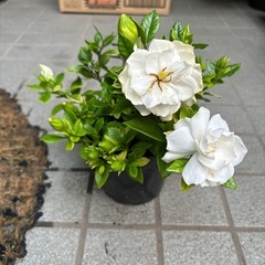 梔子の花🩷香りが良い🩷決まりました🩷