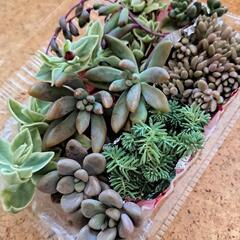 多肉植物　寄せ植え用カット苗