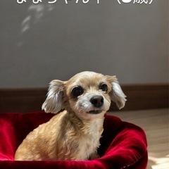 ナナちゃん（8才）　チワワとトイプードルのミックス犬