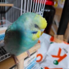 セキセイインコ迷子