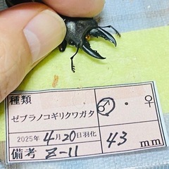 ②ゼブラノコギリクワガタ　新成虫ペアの販売