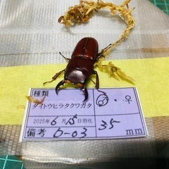 ①ダイトウヒラタクワガタ　新成虫ペアの販売