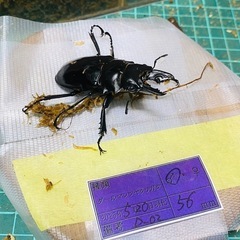 ①ダールマンツヤクワガタ　新成虫オス単品