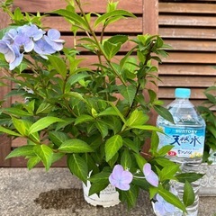 ③紫陽花ラグランジア　クリスタルヴェール