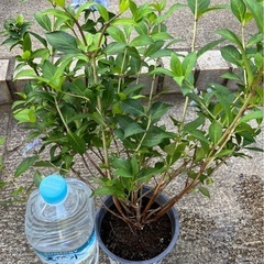③紫陽花ラグランジア　クリスタルヴェールの画像