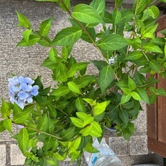 ③紫陽花ラグランジア　クリスタルヴェールの画像