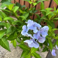 ③紫陽花ラグランジア　クリスタルヴェールの画像