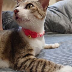 避妊手術済み1歳未満メス猫ちゃんの里親さん募集