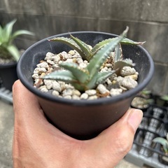 アガベ オテロイ実生
