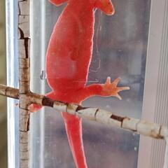 【価格交渉可】♀色彩変異　アカハライモリの画像