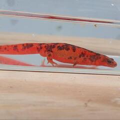 【価格交渉可】♀色彩変異　アカハライモリの画像