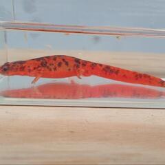 【価格交渉可】♀色彩変異　アカハライモリの画像