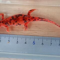 【価格交渉可】♀色彩変異　アカハライモリの画像