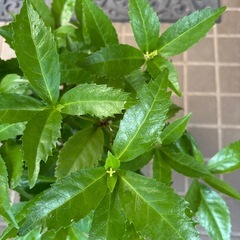 千両鉢植えの画像