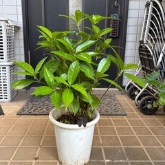 千両鉢植えの画像