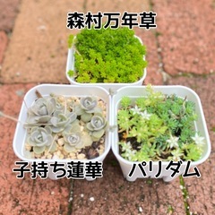 多肉植物３つセット