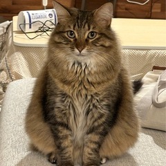 【優しい心を持つ猫「リリー」の生涯の家族を探しています】