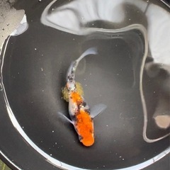 【限定5セット】坂出三色ラメメダカ卵20粒　
