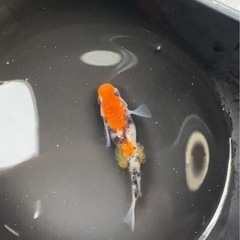 【限定5セット】坂出三色ラメメダカ卵20粒　の画像