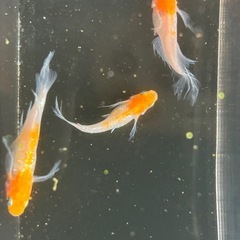 ハイビスカスメダカ卵の画像