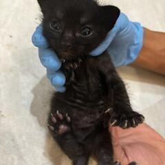 5月28日生まれの子猫3匹