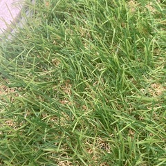 人工芝 2m幅×残り少々の画像