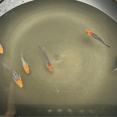 受け渡し待ち　
めだか（煌ラメ）の画像