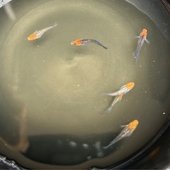 受け渡し待ち　
めだか（煌ラメ）の画像