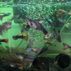 グッピー稚魚