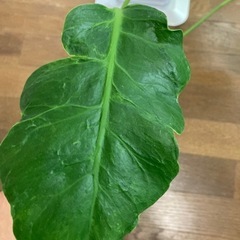 モンステラ　奇形葉の画像