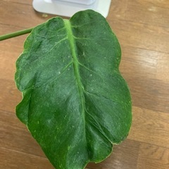 モンステラ　奇形葉