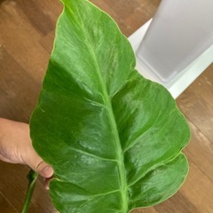 モンステラ　奇形葉の画像