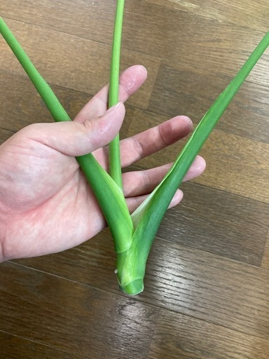 モンステラ　奇形葉
