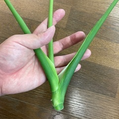 モンステラ　奇形葉の画像
