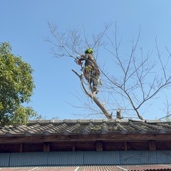 特殊伐採　空師　ツリークライミング　茨城県　栃木県 - 剪定/造園